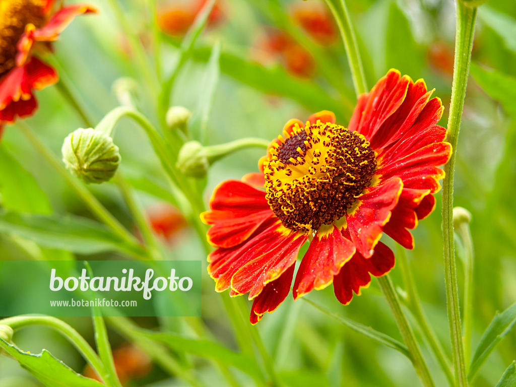 439399 - Sonnenbraut (Helenium Königstiger)