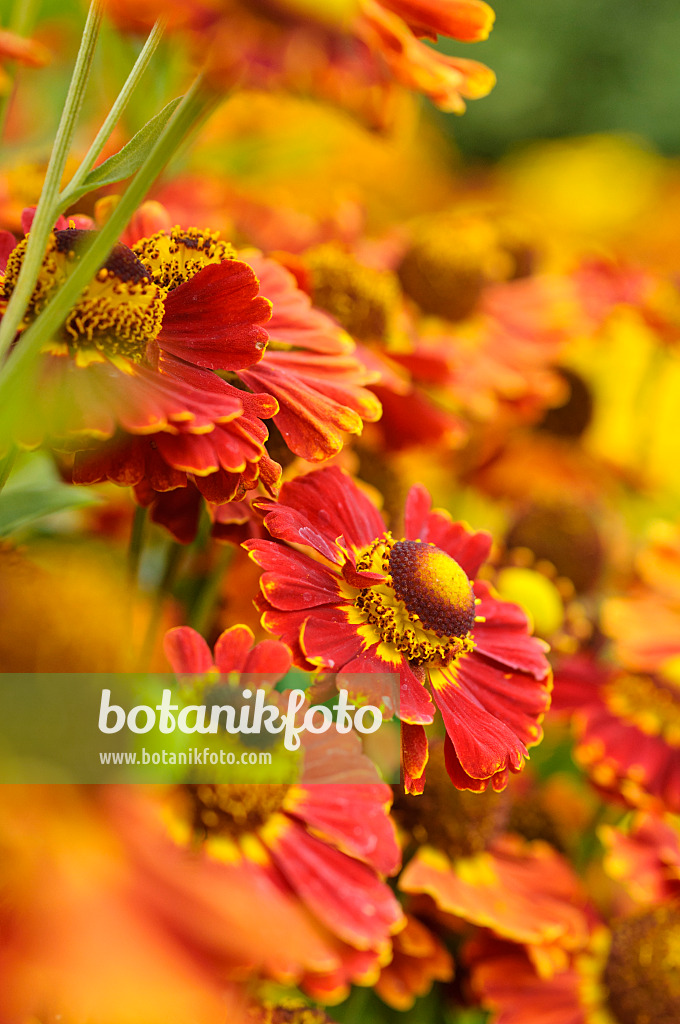 475133 - Sonnenbraut (Helenium Königstiger)