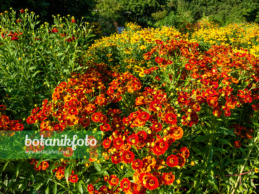 463004 - Sonnenbraut (Helenium Königstiger und Helenium Goldrausch)