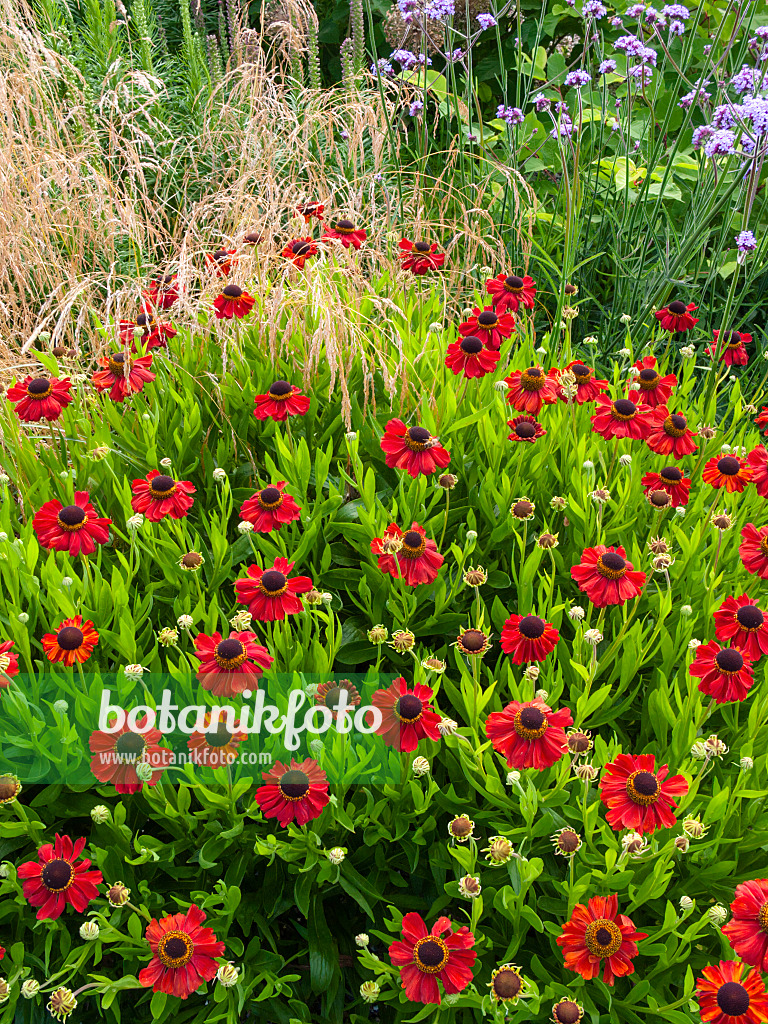 403046 - Sonnenbraut (Helenium Kupferzwerg)