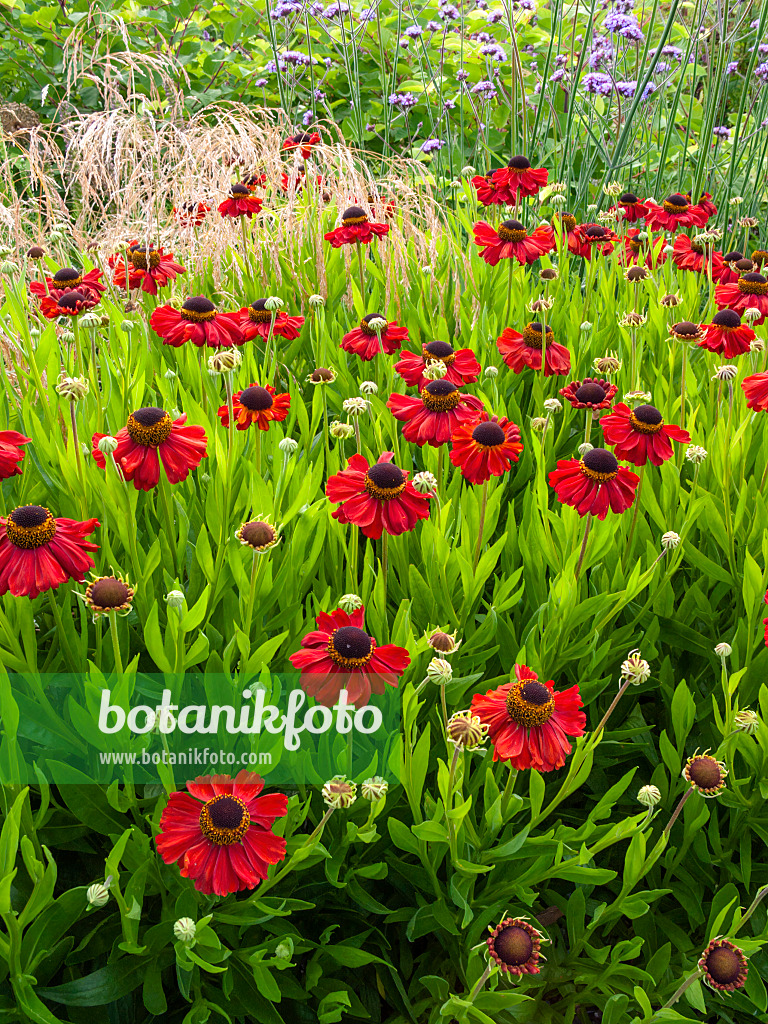 403047 - Sonnenbraut (Helenium Kupferzwerg)