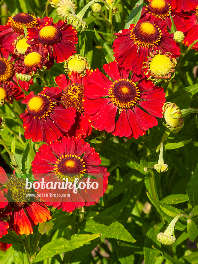 403082 - Sonnenbraut (Helenium Mahagoni)