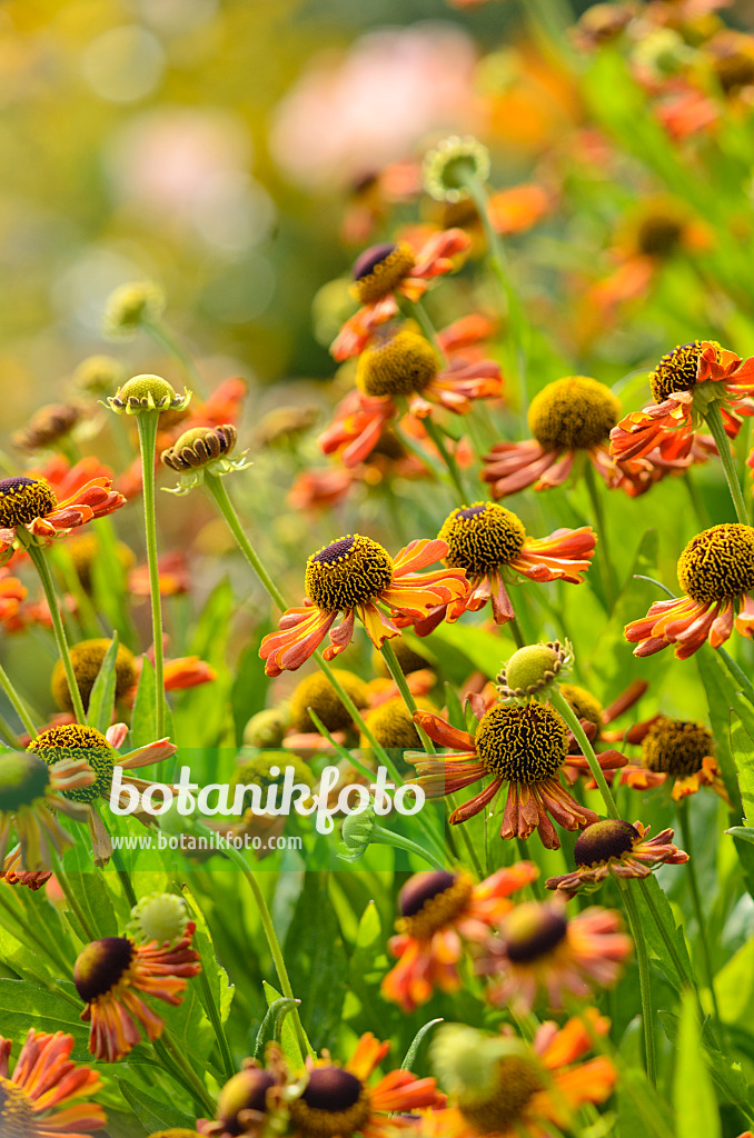 523036 - Sonnenbraut (Helenium Moerheim Beauty)