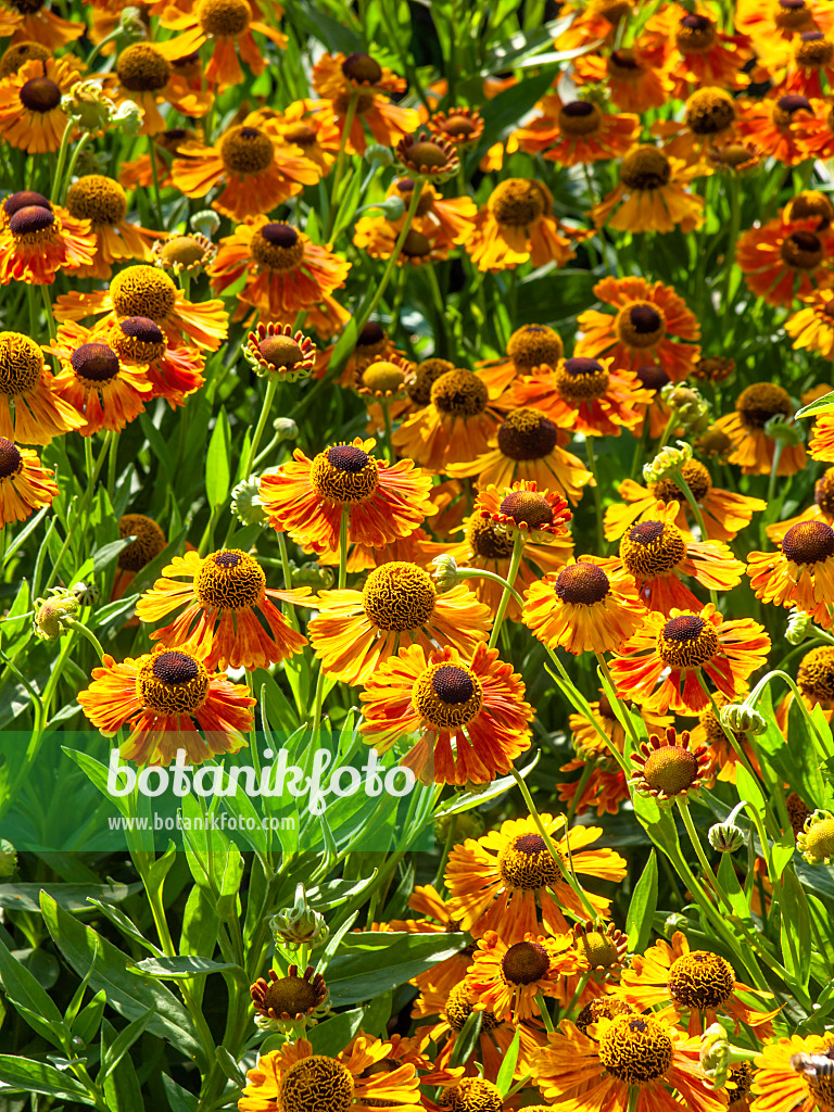 439245 - Sonnenbraut (Helenium Waltraut)