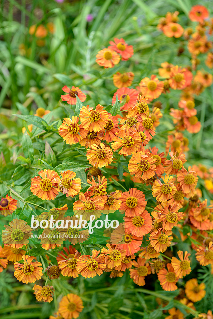 575116 - Sonnenbraut (Helenium Waltraut)