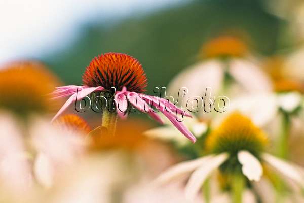 381005 - Sonnenhut (Echinacea purpurea)