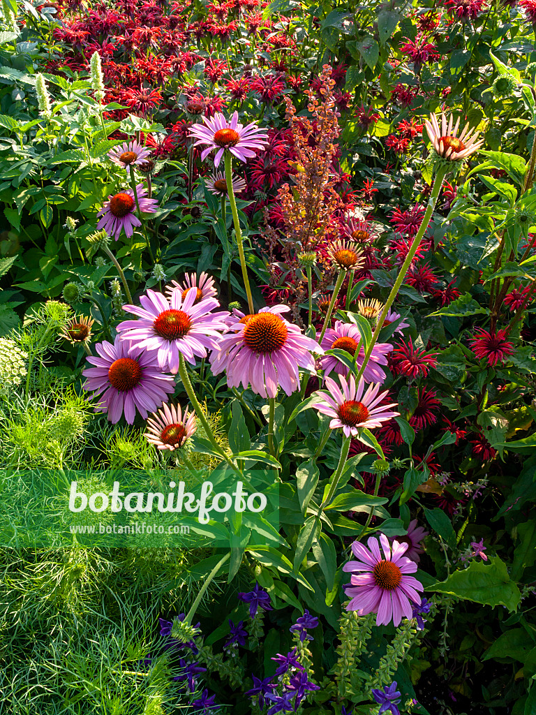 427120 - Sonnenhut (Echinacea purpurea)