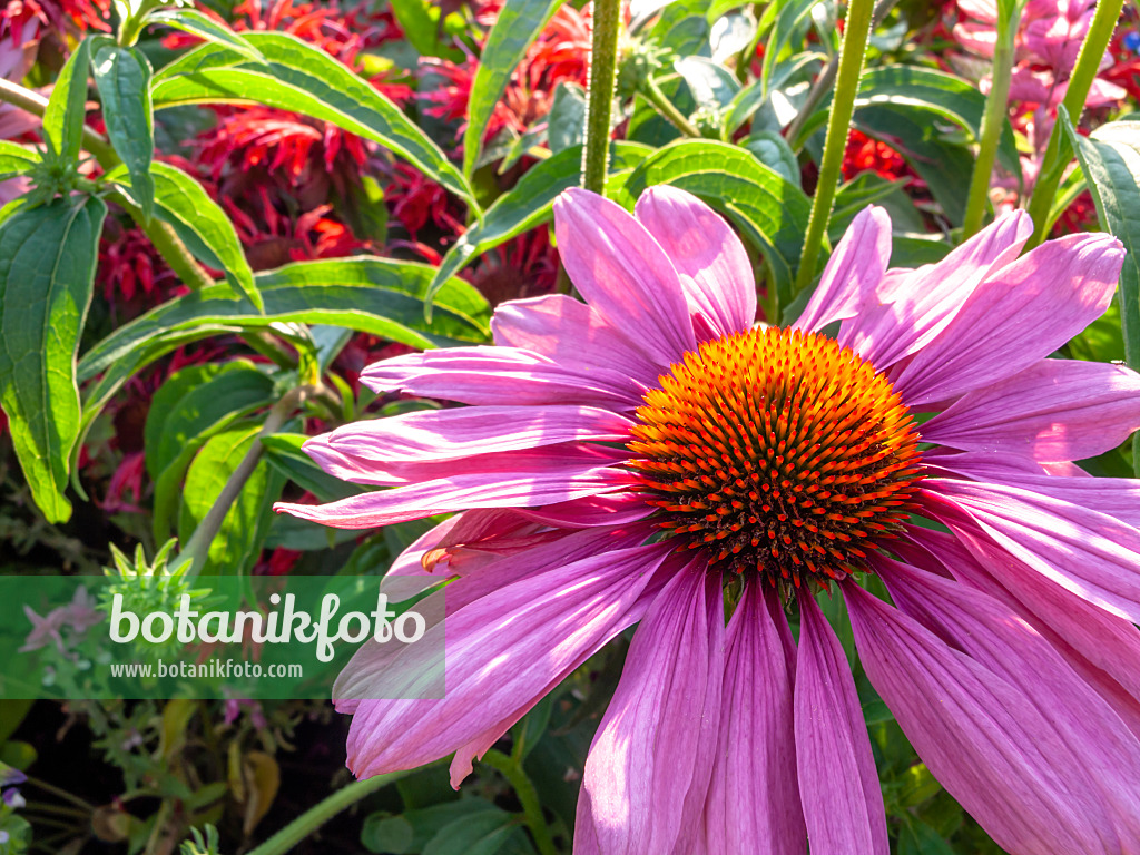 427121 - Sonnenhut (Echinacea purpurea)