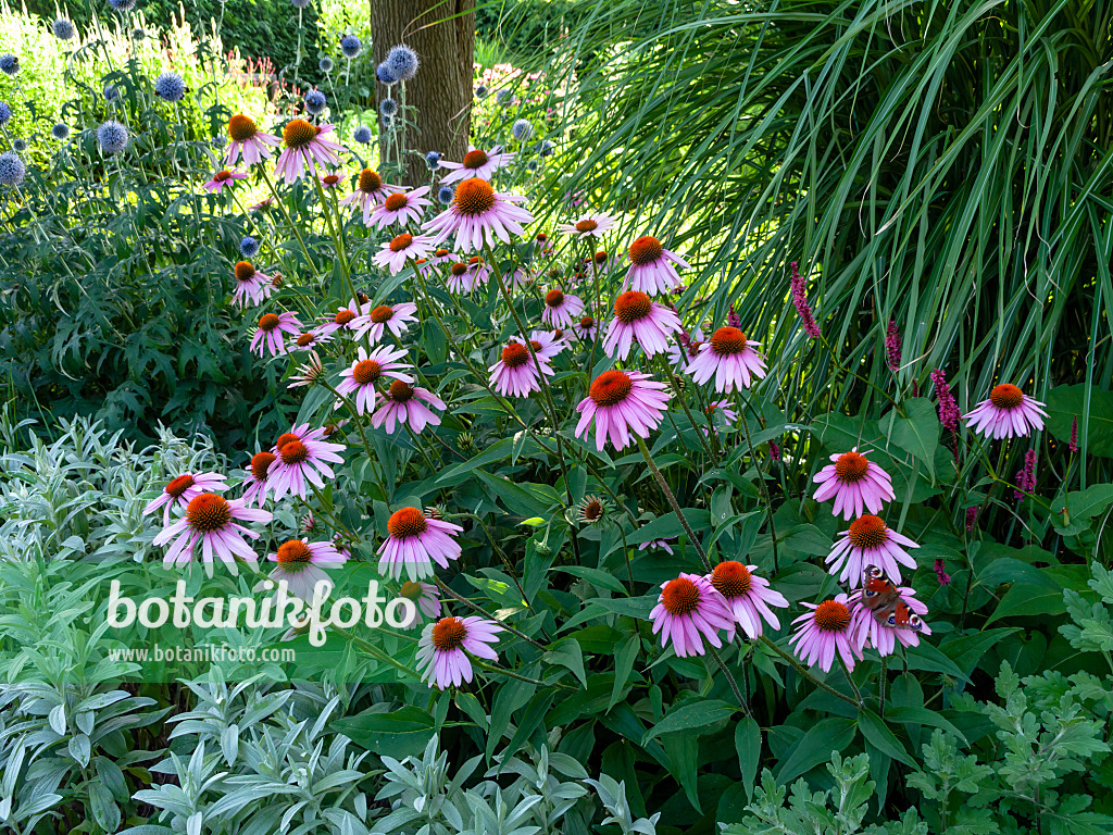 439391 - Sonnenhut (Echinacea purpurea)