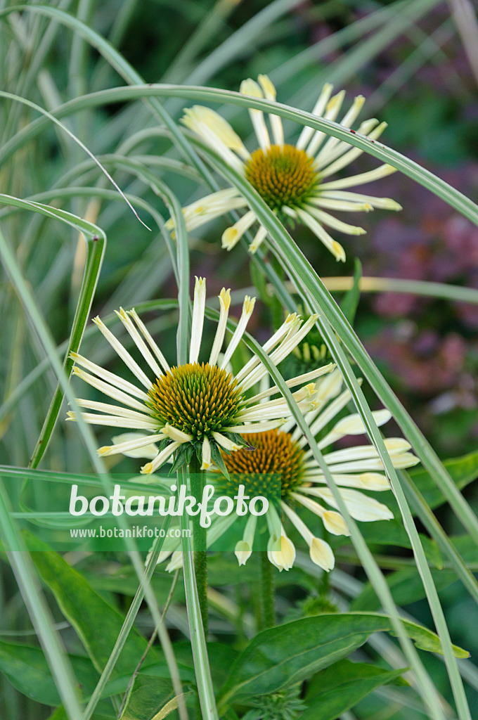 474476 - Sonnenhut (Echinacea purpurea)