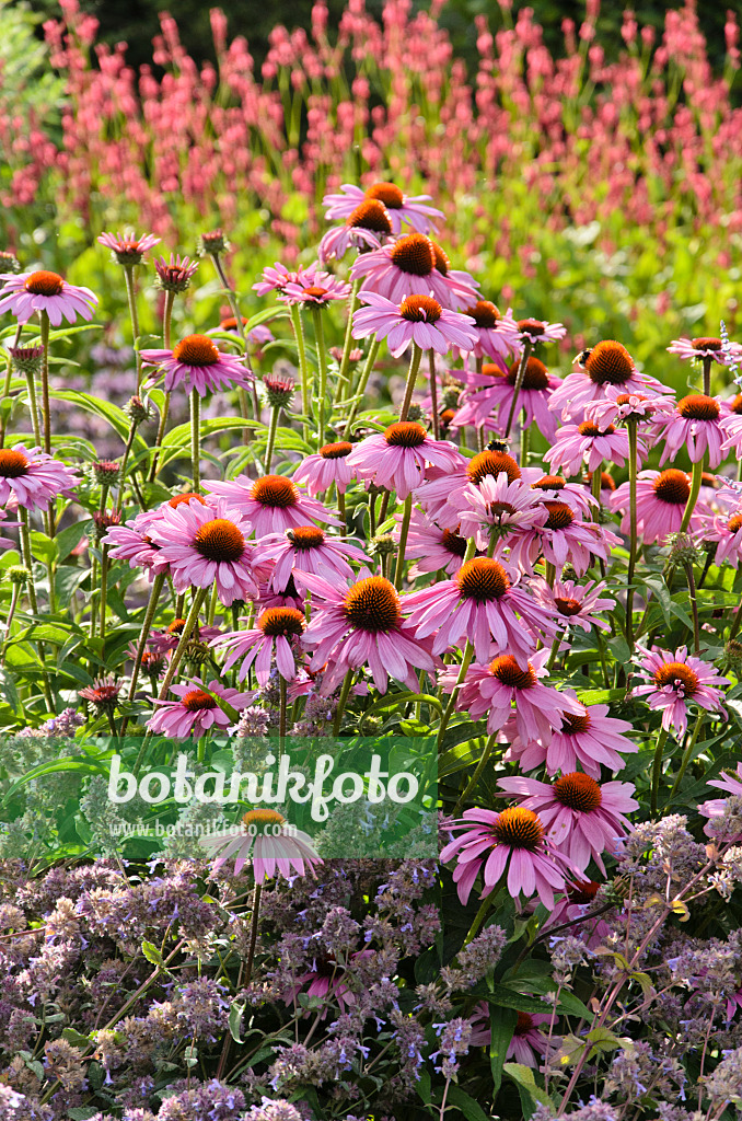 547001 - Sonnenhut (Echinacea purpurea)