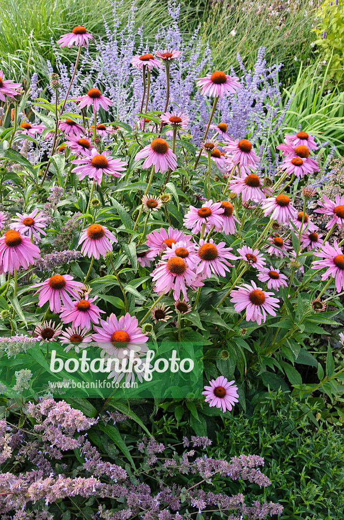 547002 - Sonnenhut (Echinacea purpurea)