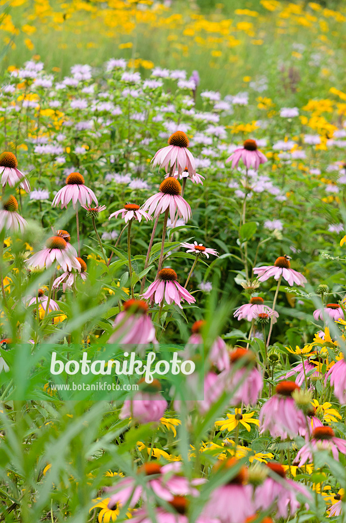 534352 - Sonnenhut (Echinacea purpurea) und Gewöhnlicher Sonnenhut (Rudbeckia fulgida)