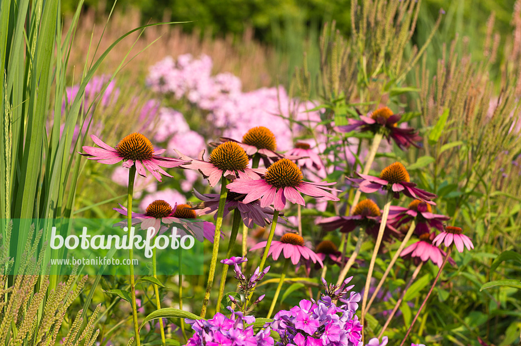 511007 - Sonnenhut (Echinacea purpurea 'Rubinstern')