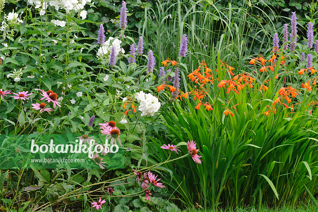 518010 - Sonnenhut (Echinacea purpurea), Staudenphlox (Phlox paniculata), Anis-Riesenysop (Agastache foeniculum) und Montbretie (Crocosmia masoniorum)