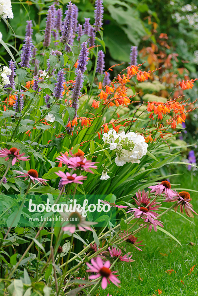 518011 - Sonnenhut (Echinacea purpurea), Staudenphlox (Phlox paniculata), Anis-Riesenysop (Agastache foeniculum) und Montbretie (Crocosmia masoniorum)