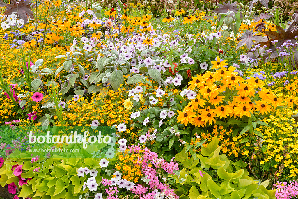 559108 - Sonnenhut (Rudbeckia), Studentenblumen (Tagetes), Storchschnäbel (Geranium), Süßkartoffeln (Ipomoea batatas) und Petunien (Petunia)