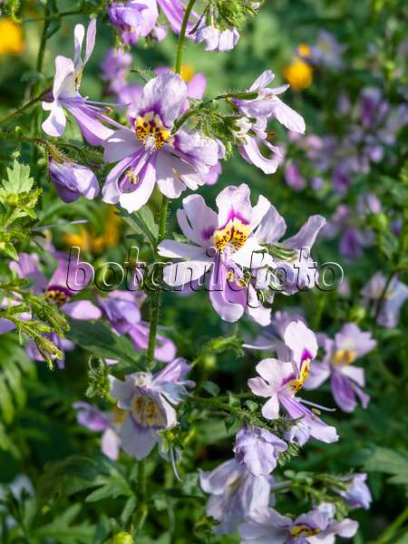 427034 - Spaltblume (Schizanthus pinnatus)