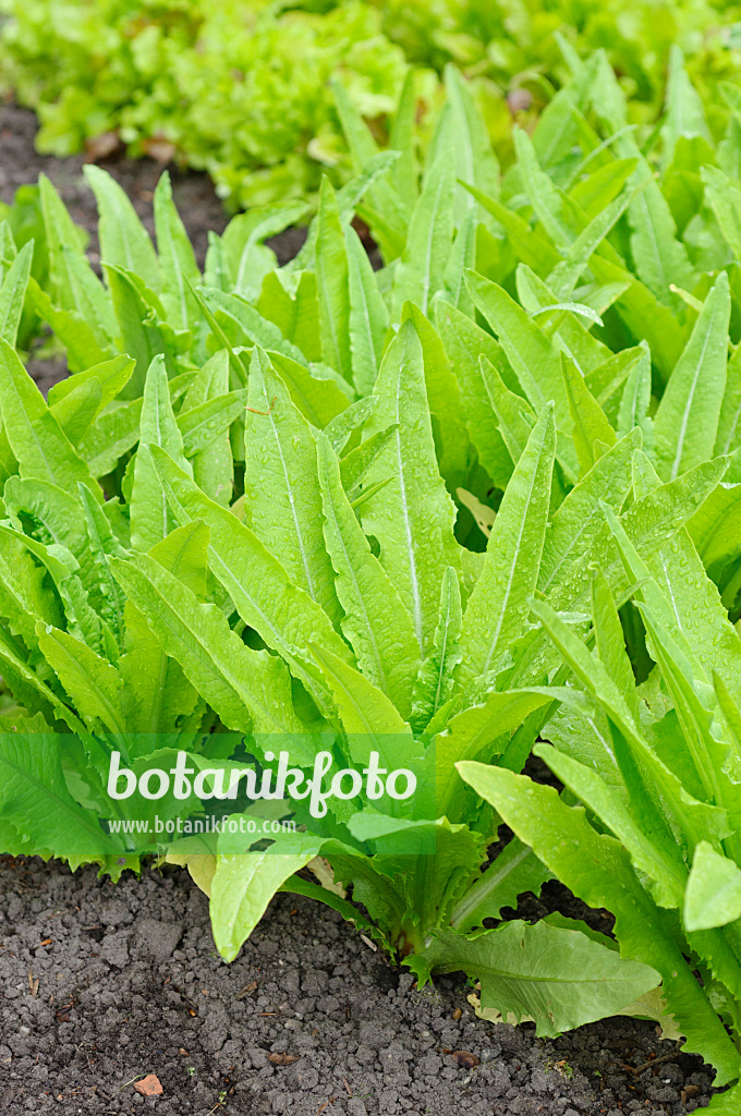 485054 - Spargelsalat (Lactuca sativa var. angustana)