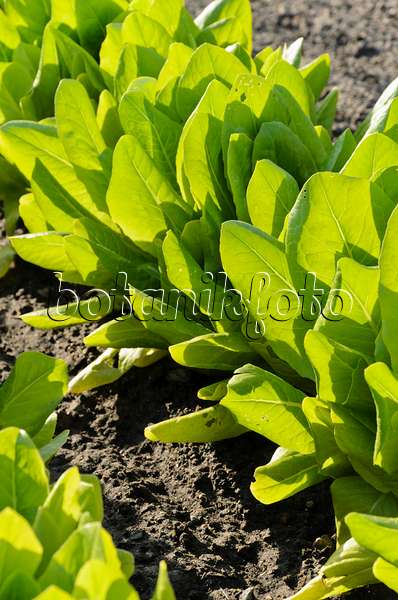 496292 - Spargelsalat (Lactuca sativa var. angustana)