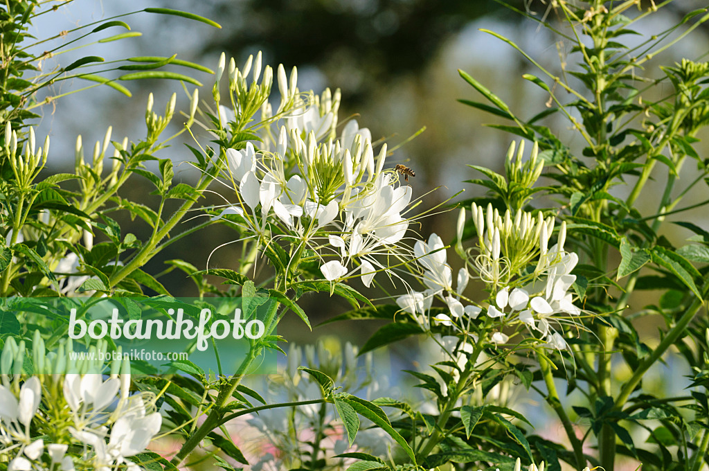 475093 - Spinnenblume (Tarenaya hassleriana 'Helen Campbell' syn. Cleome hassleriana 'Helen Campbell')