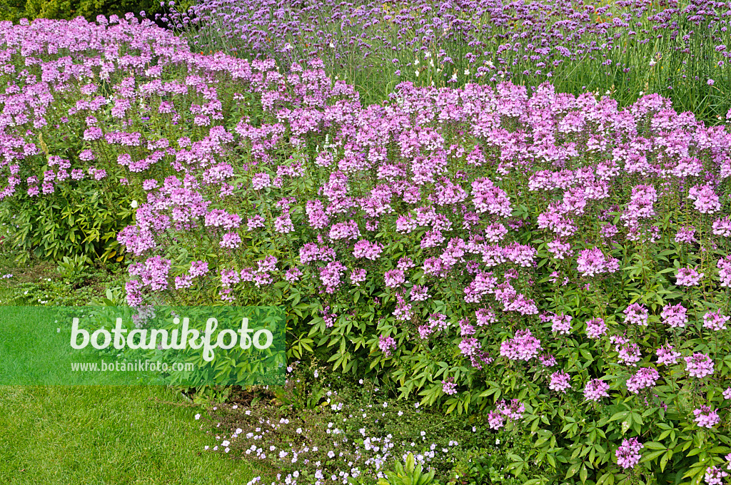 476116 - Spinnenblume (Tarenaya hassleriana 'Señorita Rosalita' syn. Cleome hassleriana 'Señorita Rosalita') und Argentinisches Eisenkraut (Verbena bonariensis)