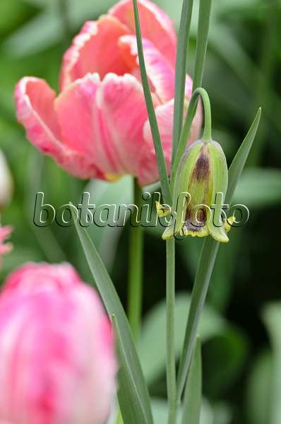 495346 - Spitzblütige Schachblume (Fritillaria acmopetala) und Papageitulpe (Tulipa Apricot Parrot)
