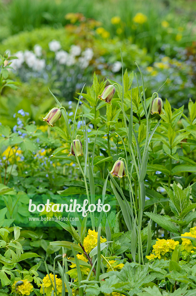 520158 - Spitzblütige Schachblume (Fritillaria acmopetala)