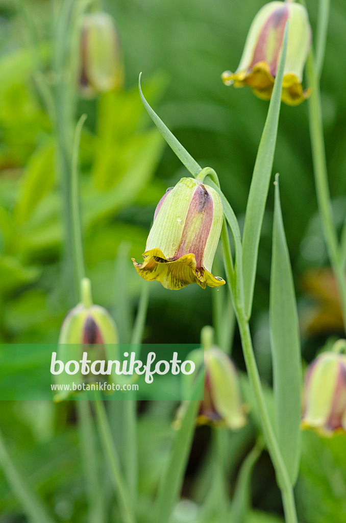 520160 - Spitzblütige Schachblume (Fritillaria acmopetala)