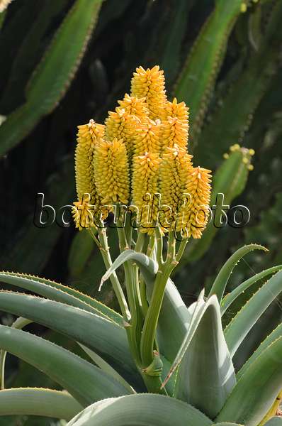 564151 - Stachelaloe (Aloe ferox)