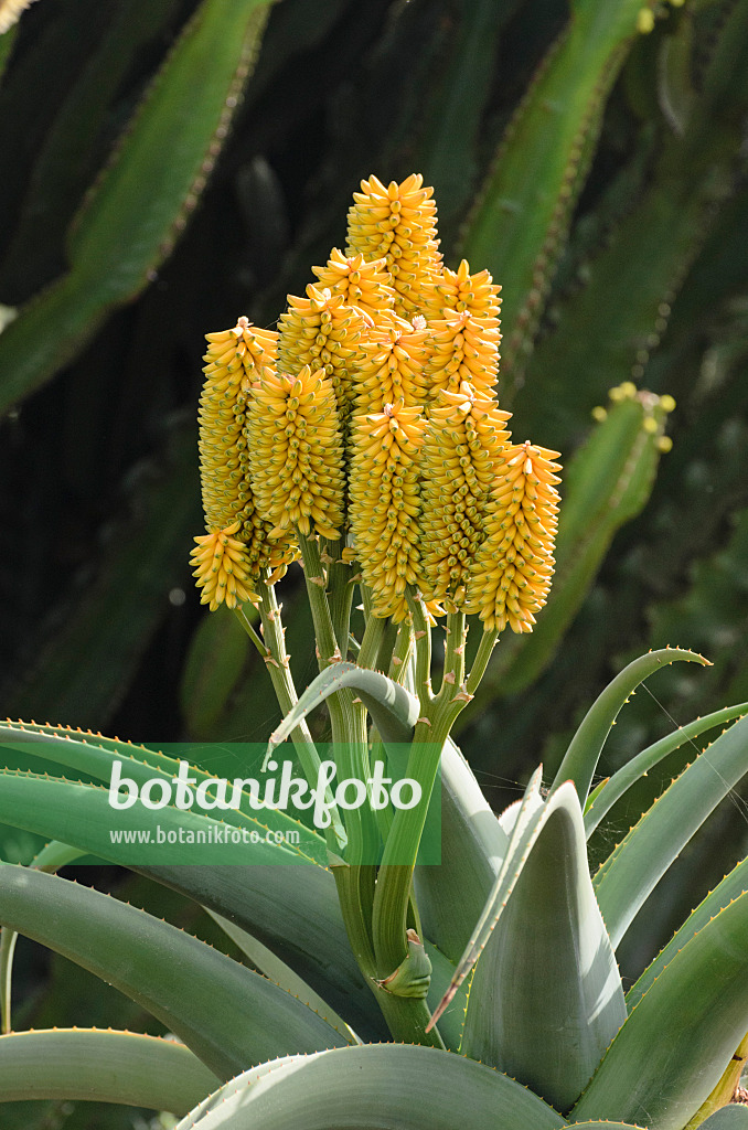 564151 - Stachelaloe (Aloe ferox)