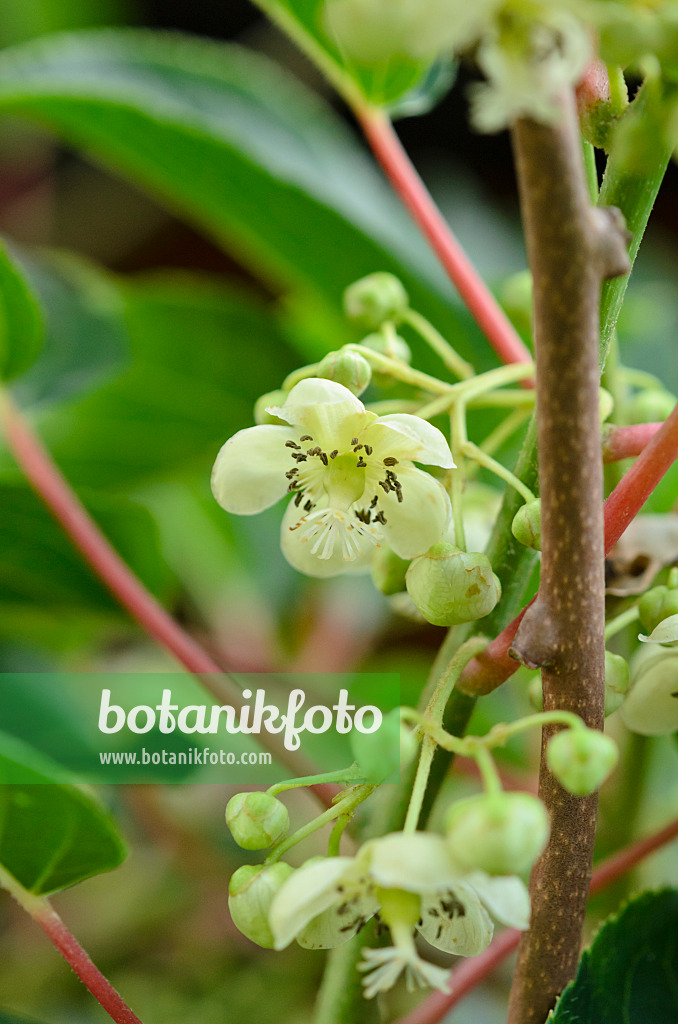 521095 - Stachelbeerkiwi (Actinidia arguta 'Bojnice')