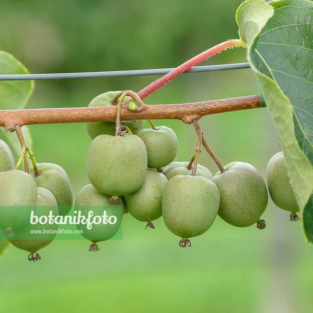 547057 - Stachelbeerkiwi (Actinidia arguta 'Geneva')