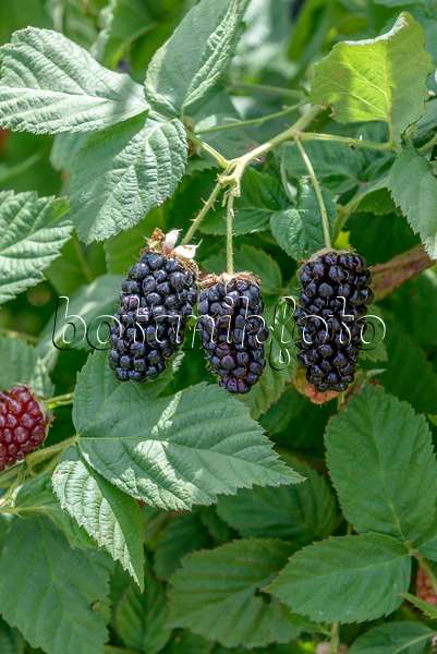 607196 - Stachellose Brombeere (Rubus fruticosus 'Ollalie')