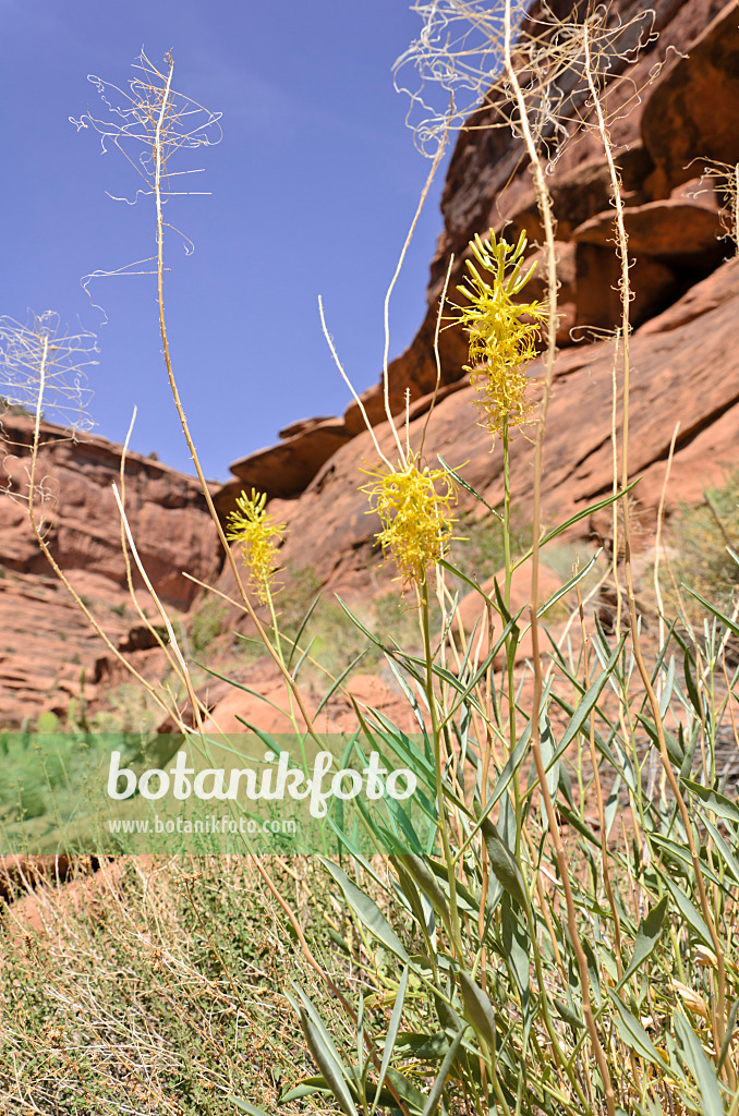 508323 - Stanleya pinnata, Hunters Canyon, Utah, USA