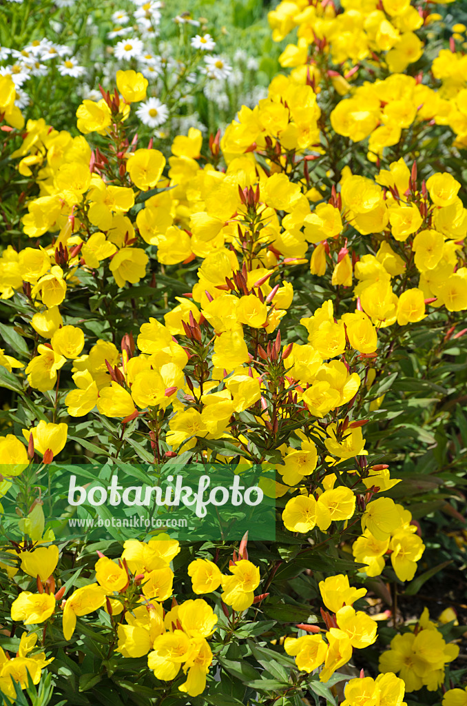 497055 - Staudennachtkerze (Oenothera fruticosa 'Sonnenwende' syn. Oenothera tetragona 'Sonnenwende')