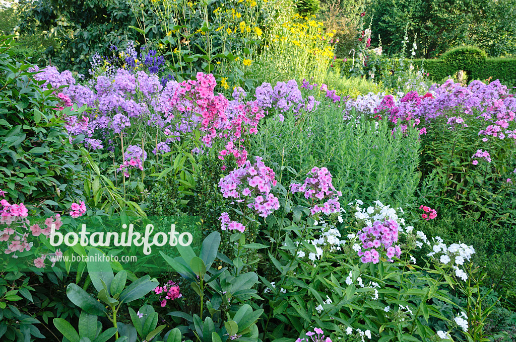 474458 - Staudenphlox (Phlox paniculata)