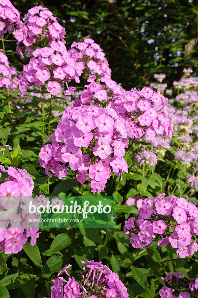 486205 - Staudenphlox (Phlox paniculata)