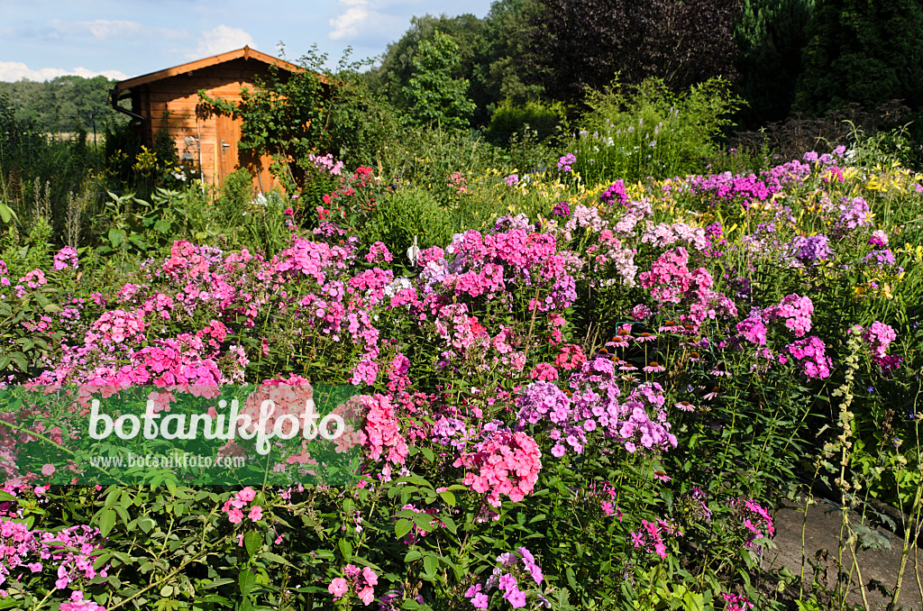 498300 - Staudenphlox (Phlox paniculata)