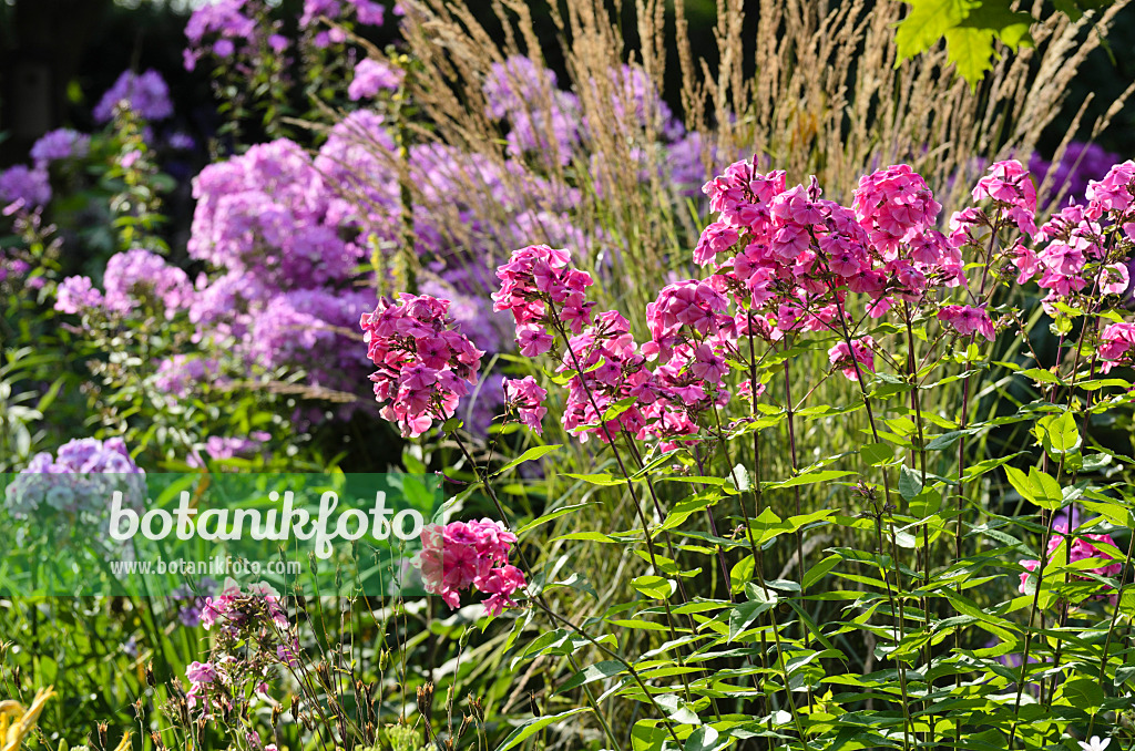 498304 - Staudenphlox (Phlox paniculata)