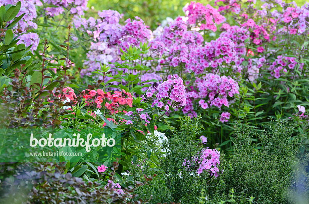 498315 - Staudenphlox (Phlox paniculata)