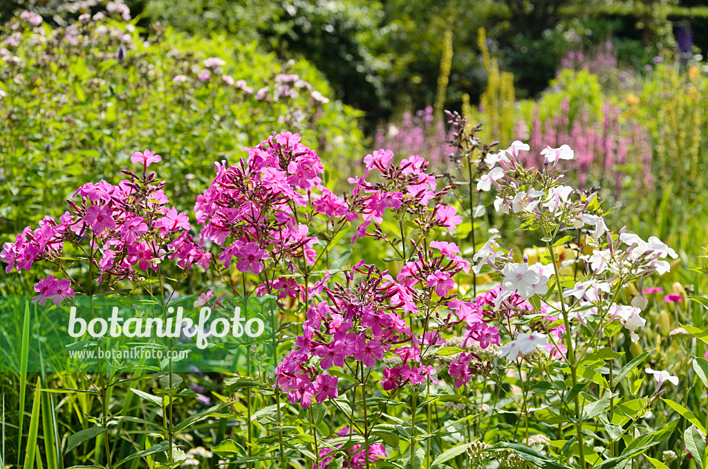 570078 - Staudenphlox (Phlox paniculata)