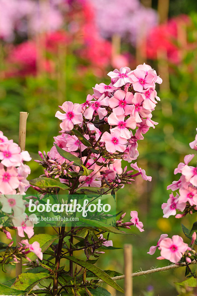 474017 - Staudenphlox (Phlox paniculata 'Fesselballon')