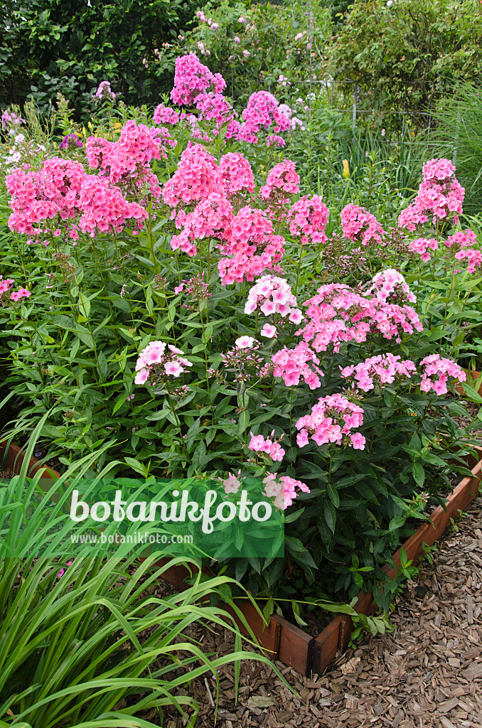 546047 - Staudenphlox (Phlox paniculata) in Anzuchtbeeten