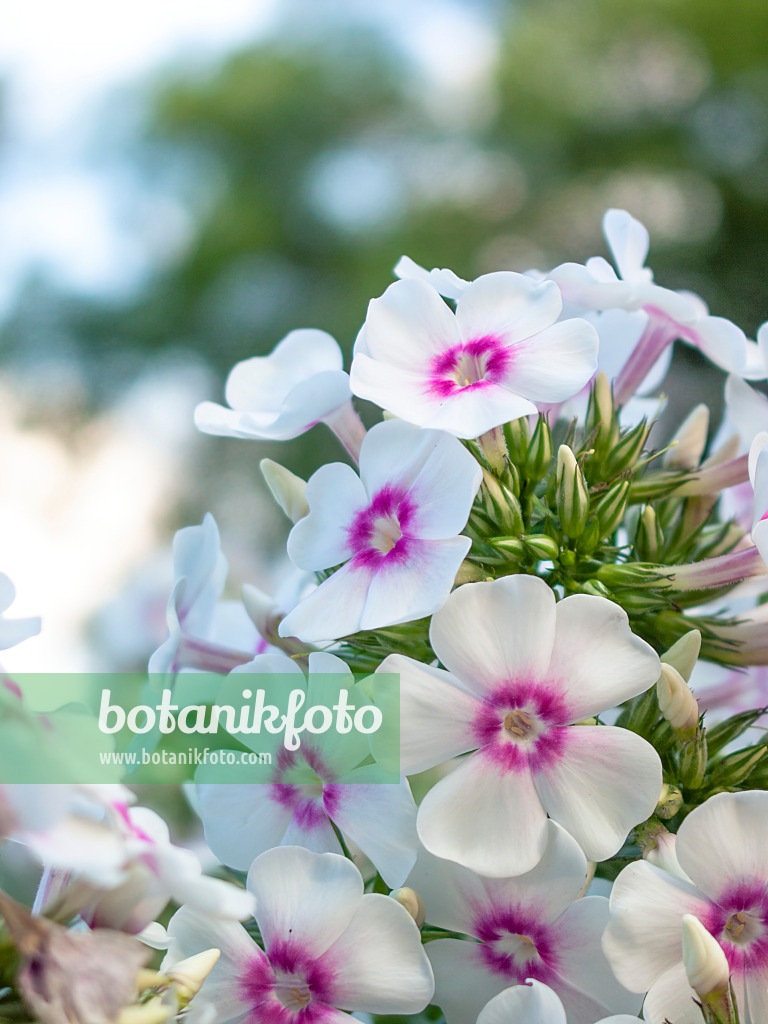 416072 - Staudenphlox (Phlox paniculata 'Kirmesländler')