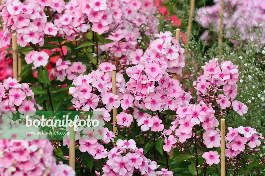 474014 - Staudenphlox (Phlox paniculata 'Landhochzeit')