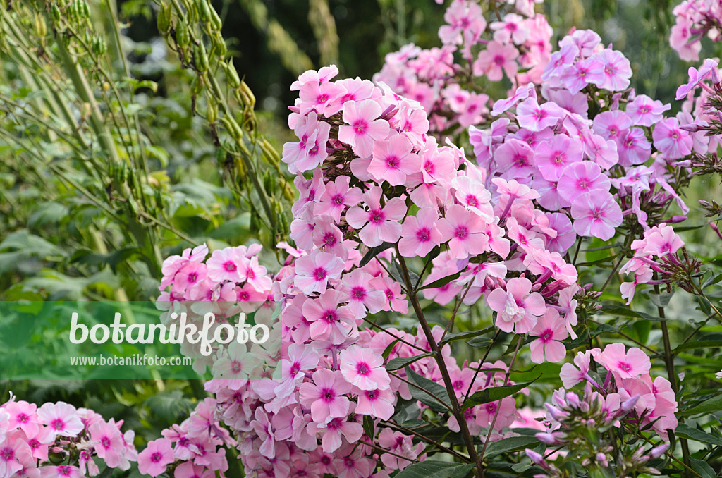 498088 - Staudenphlox (Phlox paniculata 'Landhochzeit')