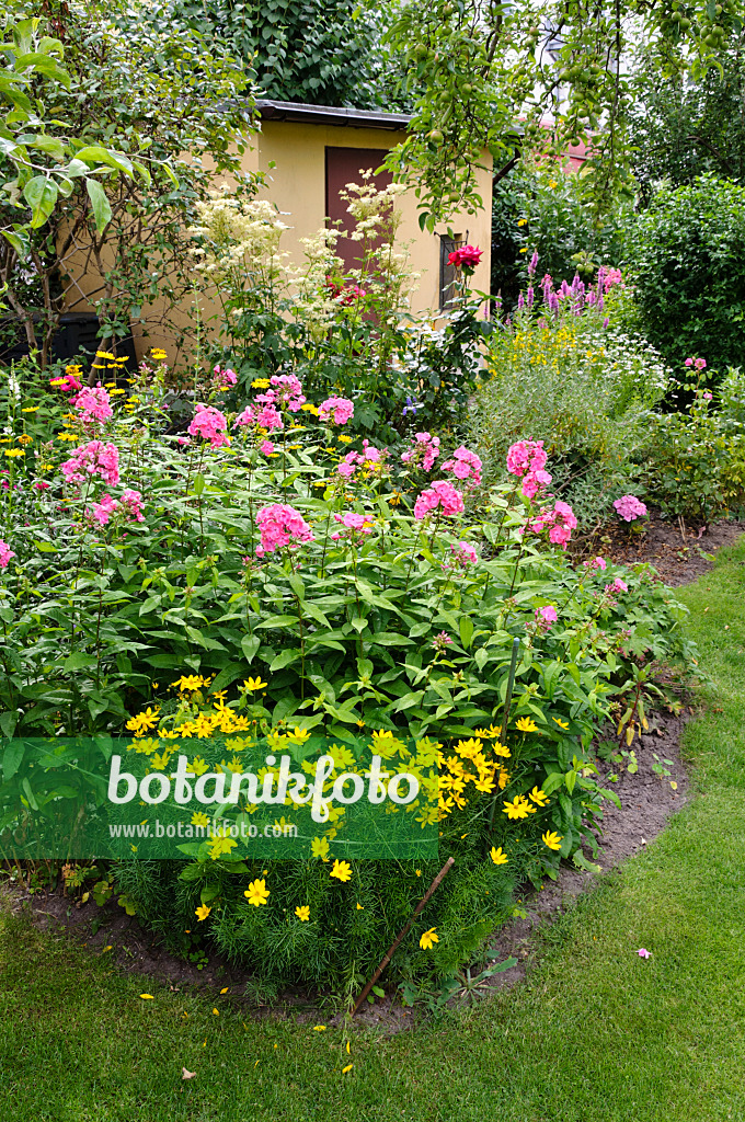 474160 - Staudenphlox (Phlox paniculata) und Quirlblättriges Mädchenauge (Coreopsis verticillata)