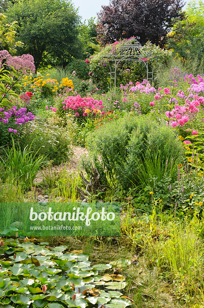 534523 - Staudenphlox (Phlox paniculata) und Rose (Rosa) mit Gartenpavillon