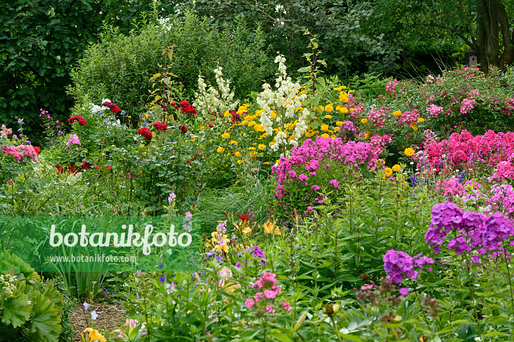 558013 - Staudenphlox (Phlox paniculata), Rosen (Rosa), Sonnenauge (Heliopsis) und Fädige Palmlilie (Yucca filamentosa)